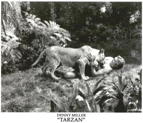 Дени Милър в ролята на Тарзан на земята с лъв черно-бяла снимка 8 x 10