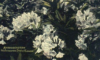 Цветето на щата, пощенска Картичка от Вашингтон
