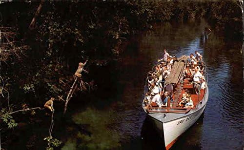 Туристи се Хранят диви маймуни по време на круиз в джунглата Силвър Спрингс, Флорида Флорида Оригиналната Реколта